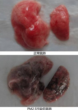 復(fù)旦研究稱霧霾使鮮肺6天變黑肺且無法逆轉(zhuǎn)